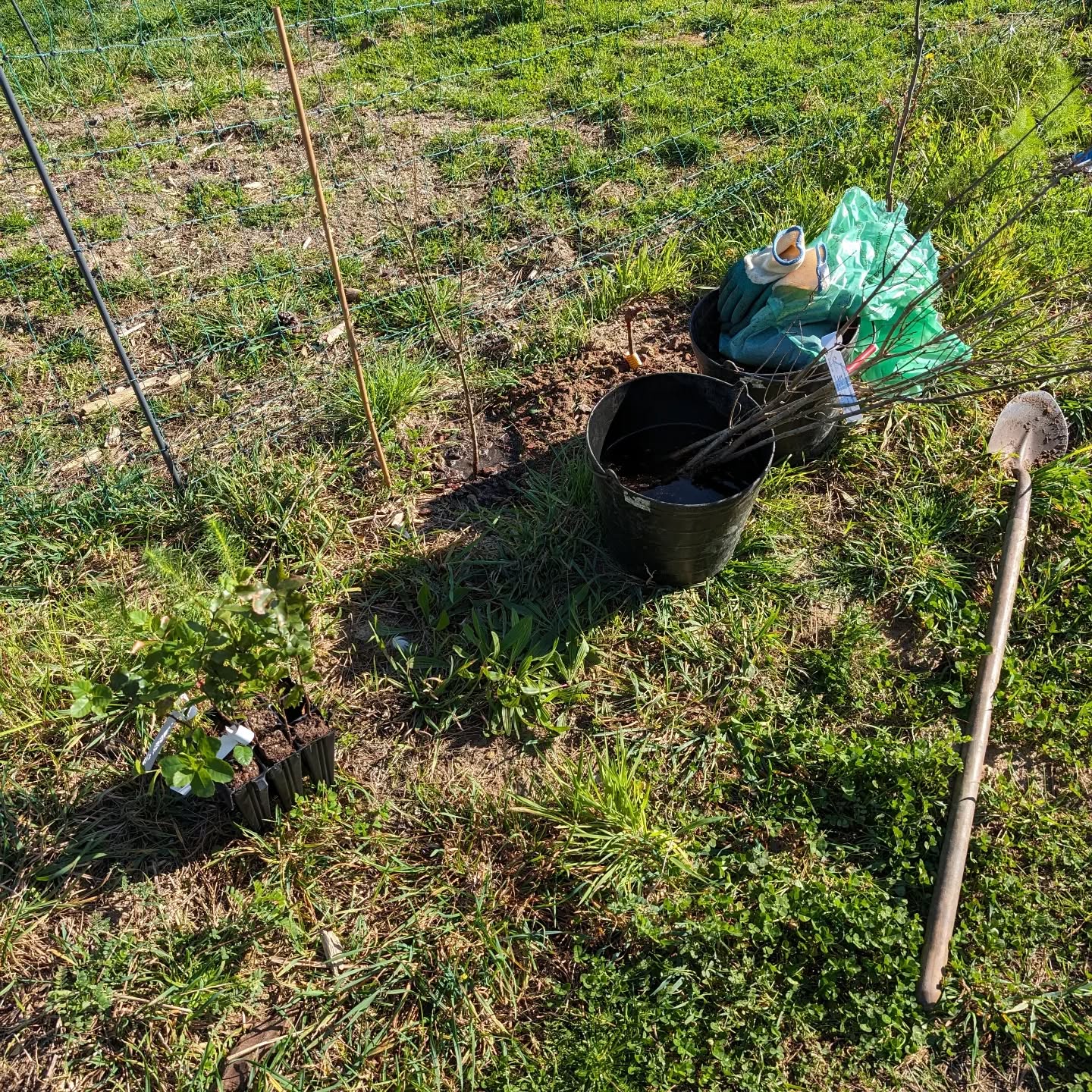 Planting trees: cork oaks, English oaks, and Monterey pines. All inoculated with edible mycorrhizae mushrooms from @aromaseboletos