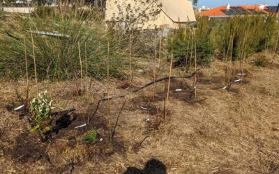 New berry patch progress all planted. Thick mulching in progress.