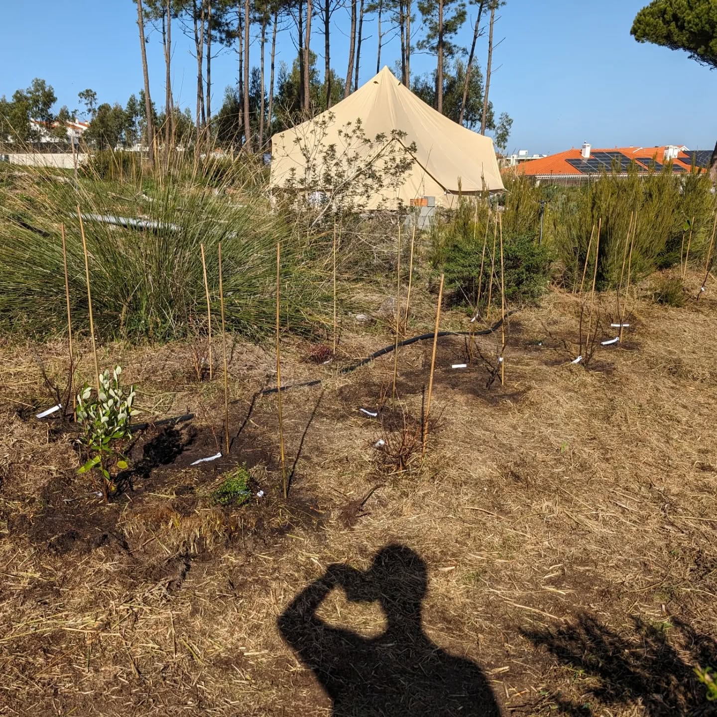 New berry patch progress all planted. Thick mulching in progress.