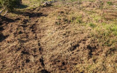 Cleaning up this area for a new berry patch.