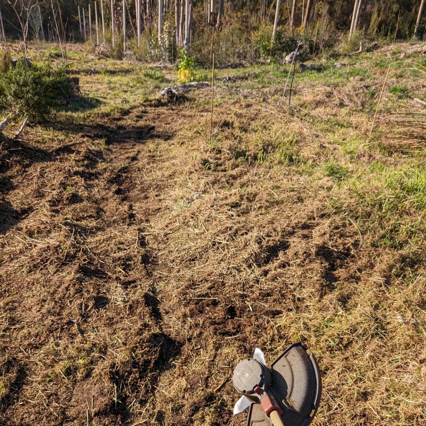 Cleaning up this area for a new berry patch.