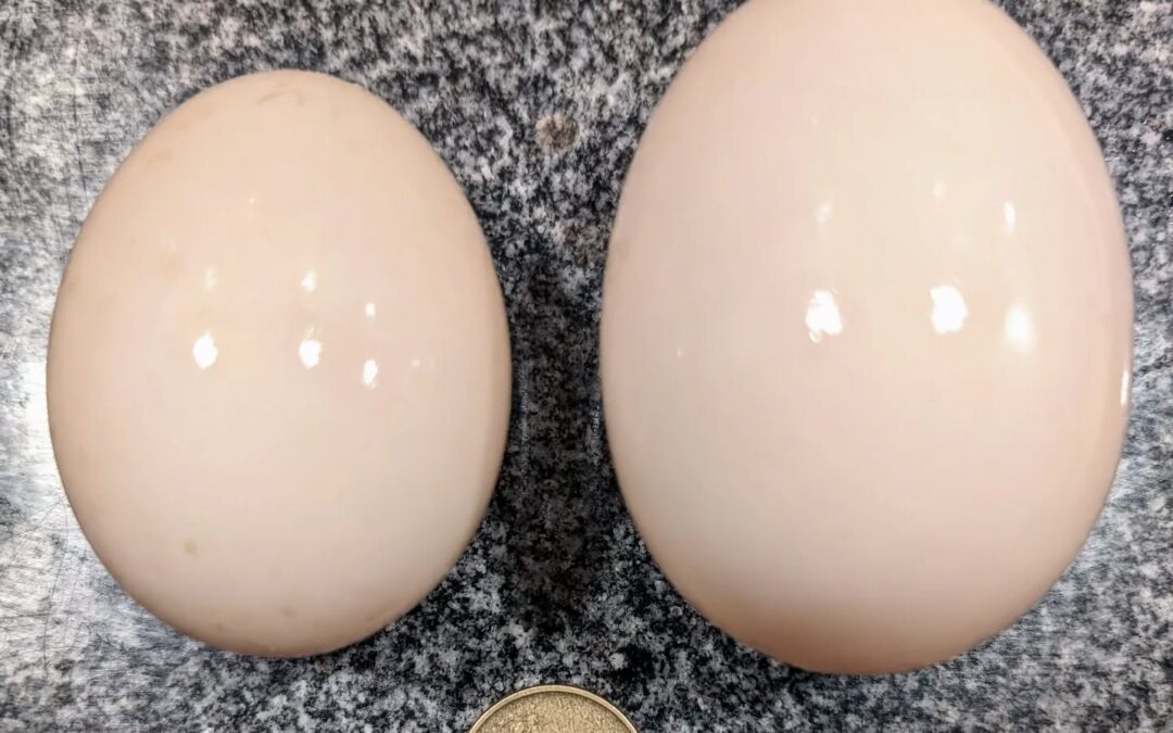 Hard workers: our ducks typically lay fairly large eggs, such as the one on the left in this photo.