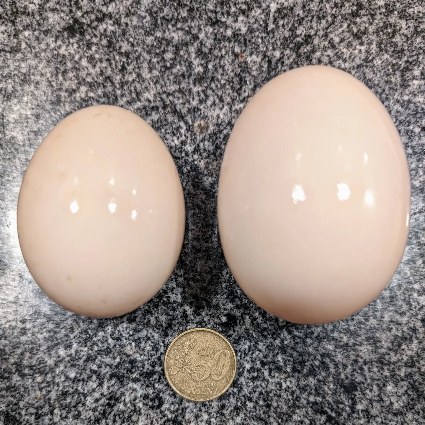 Hard workers: our ducks typically lay fairly large eggs, such as the one on the left in this photo.