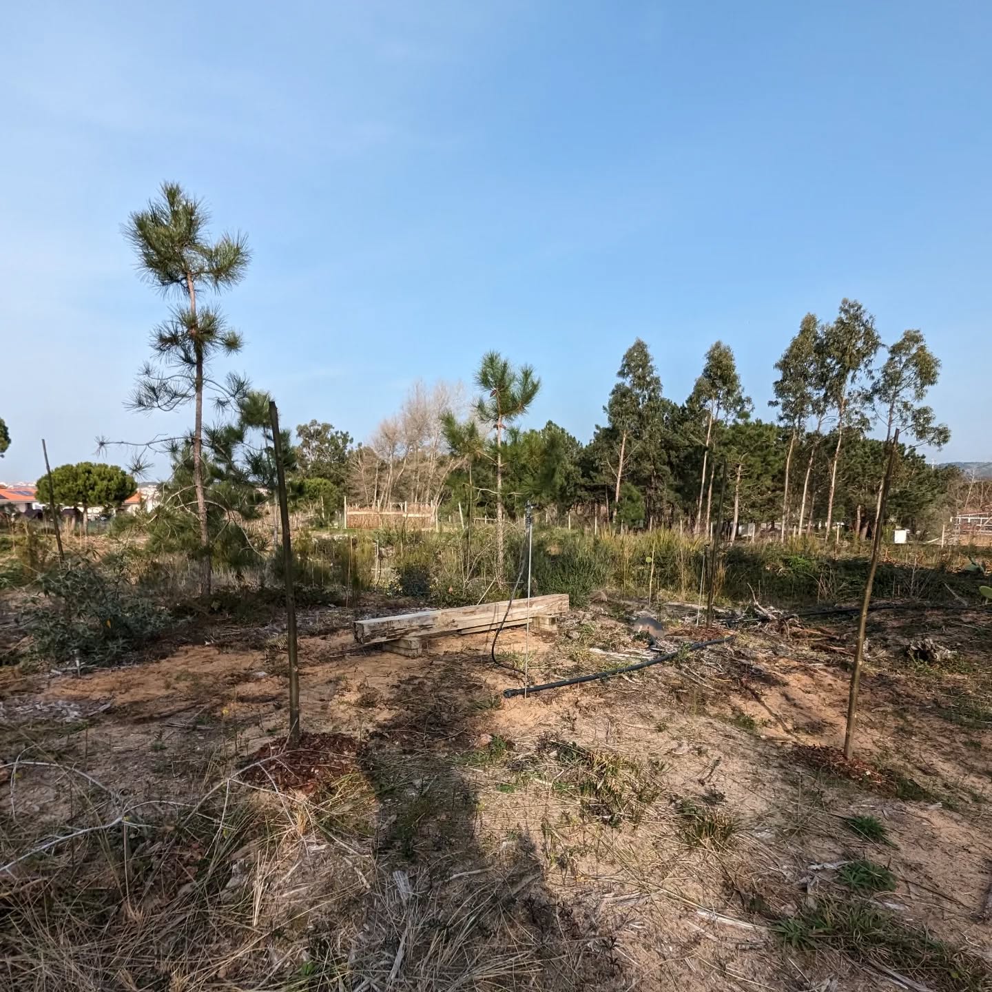 Leveled the “chill hill” area a bit and repositioned the bench in the middle of the Paulownia tree hexagon.