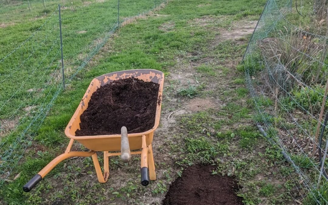 Filling up duck holes with coffee grounds and grass seed mix.
