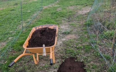 Filling up duck holes with coffee grounds and grass seed mix.