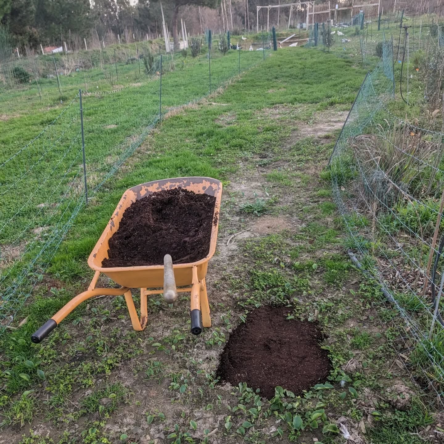 Filling up duck holes with coffee grounds and grass seed mix.