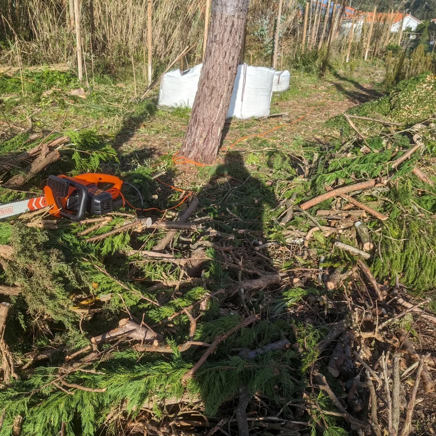 Switched to a corded electric chainsaw for chopping the larger biomass branches. Much better!