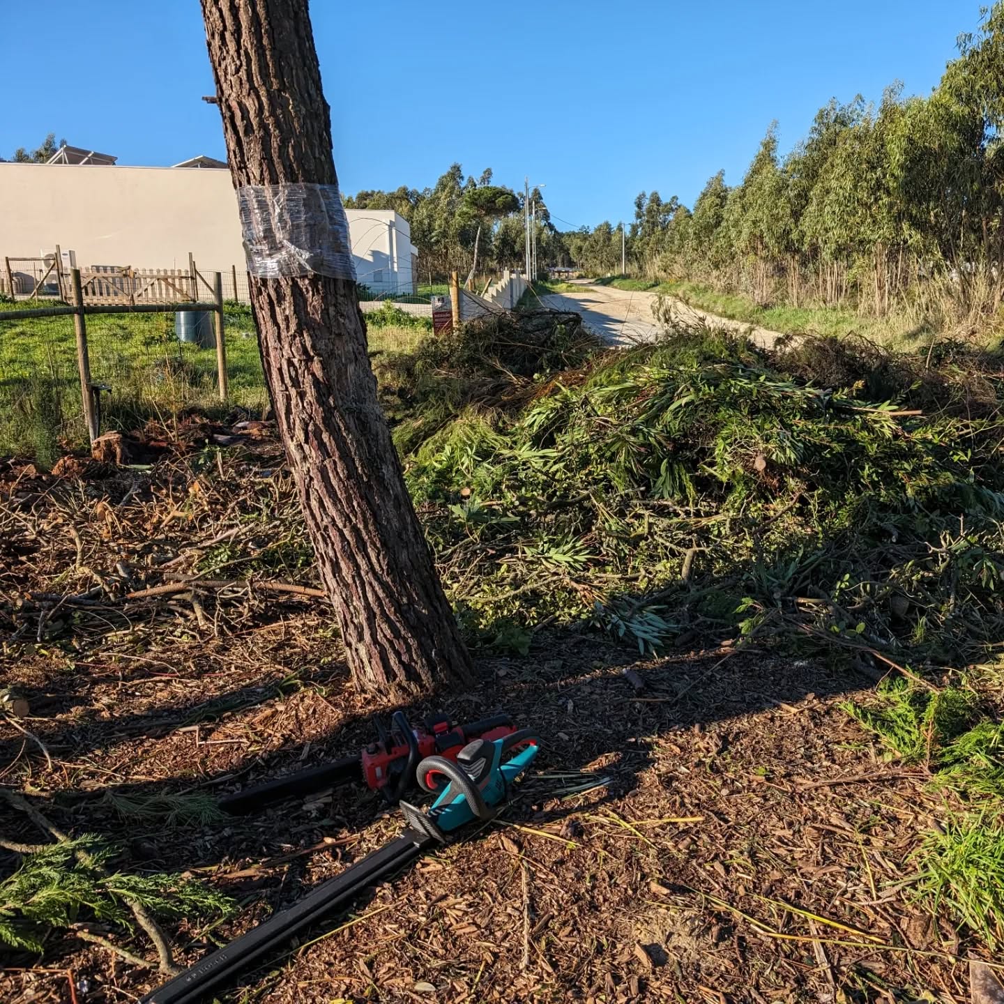 Chopping biomass, with an unfortunate side effect (hi David!).