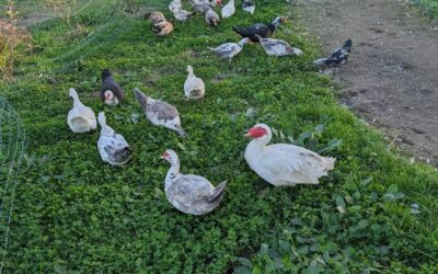 Fresh strip of grass for the ducks.