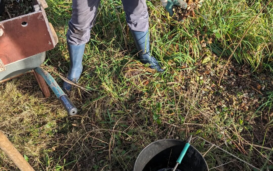 Planting hazelnut trees.