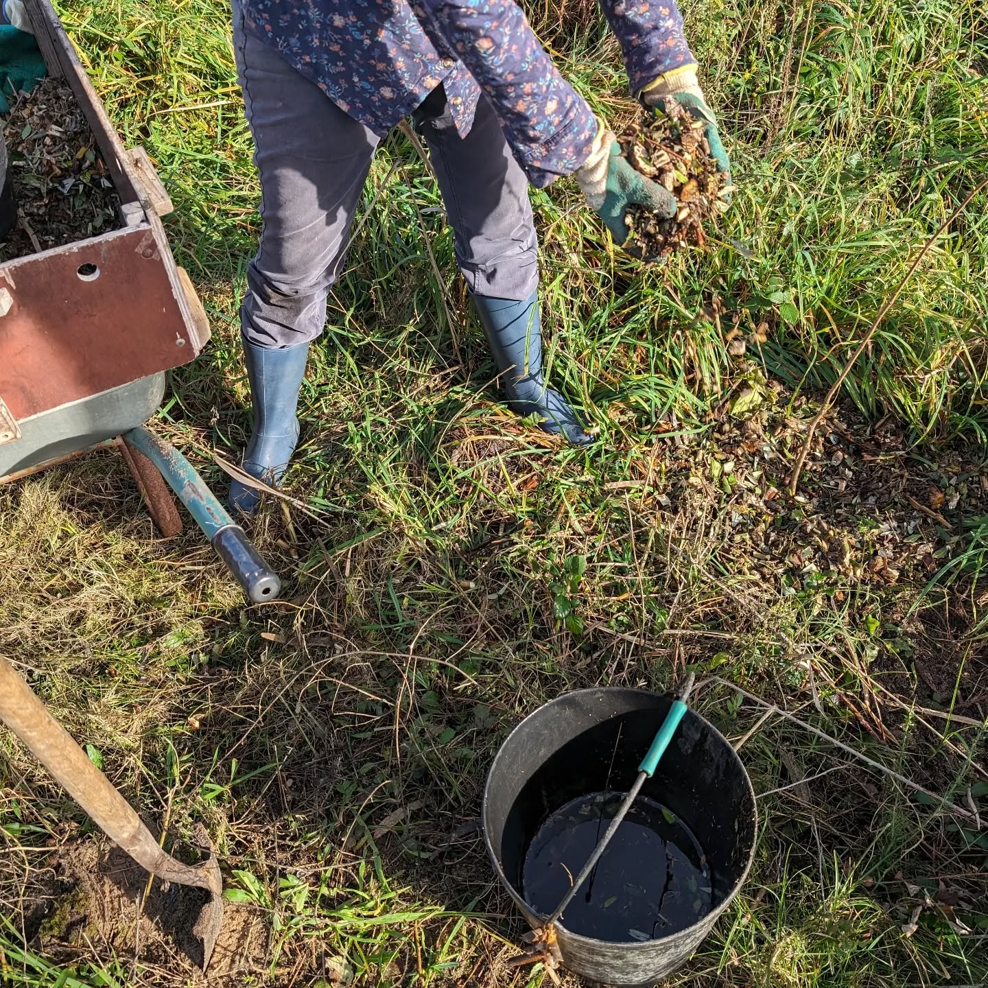 Planting hazelnut trees.