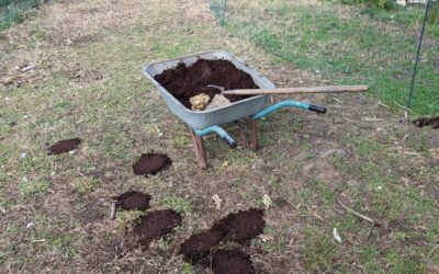 Filling duck holes with coffee grounds after pasture strip rotation.