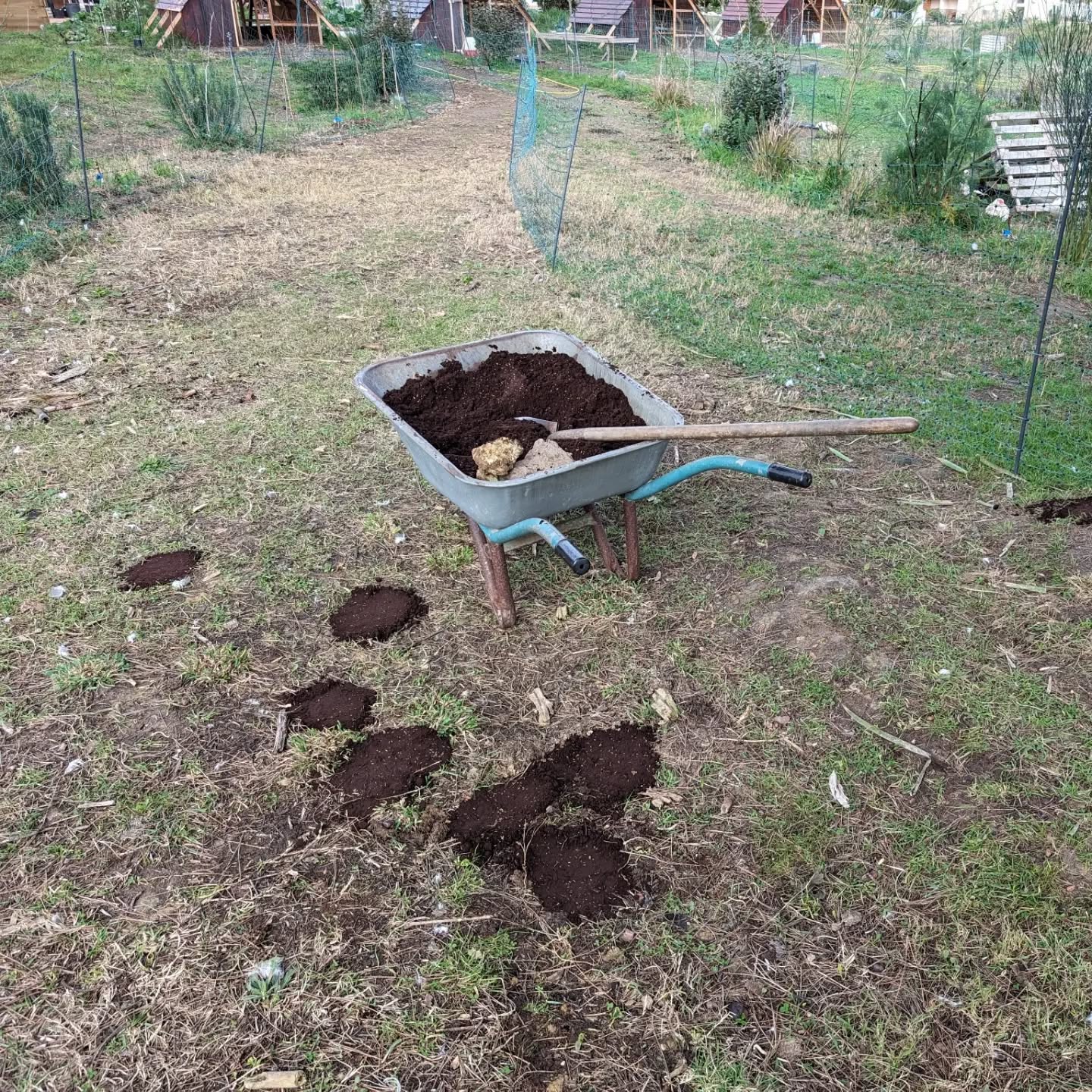 Filling duck holes with coffee grounds after pasture strip rotation.