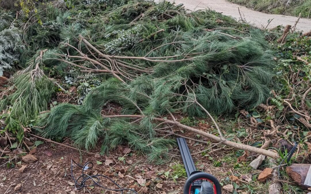 Another round of hedge trimmer powered biomass compaction.