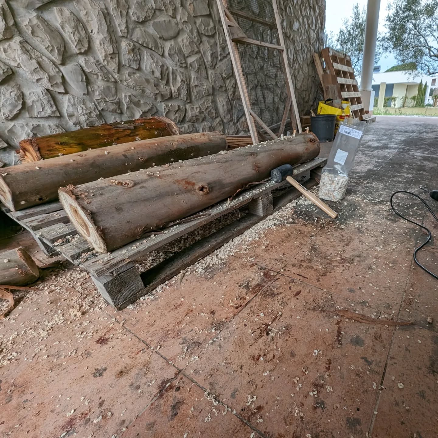 Inoculating eucalyptus logs with shiitake plug spawn.