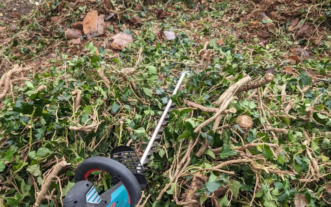 Using an electric (plug in) hedge trimmer to break down branchy biomass dropped off by the cleaning crew.