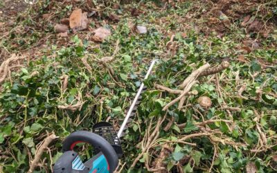 Using an electric (plug in) hedge trimmer to break down branchy biomass dropped off by the cleaning crew.
