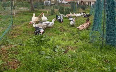 Happy ducks on a fresh strip of pasture.