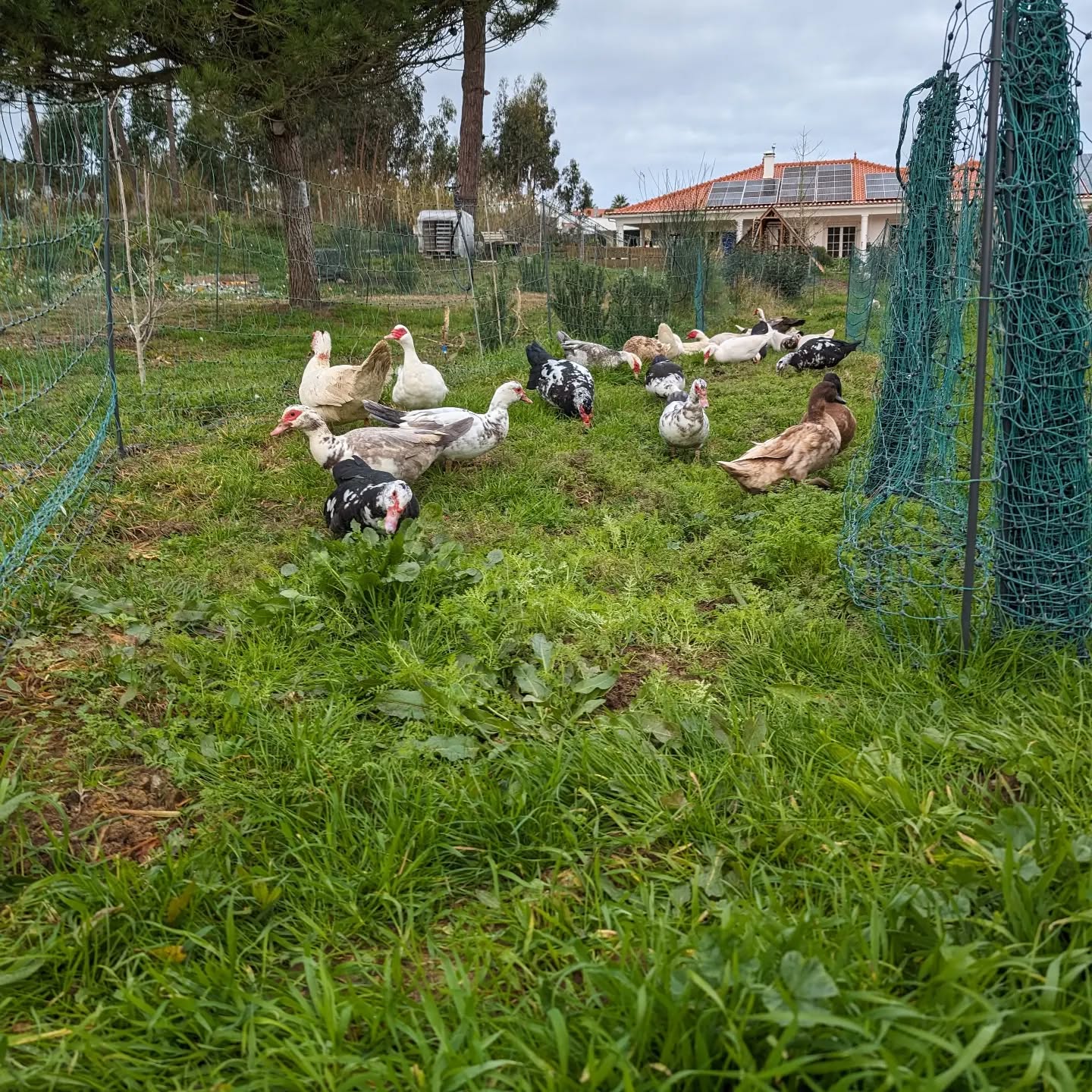 Happy ducks on a fresh strip of pasture.