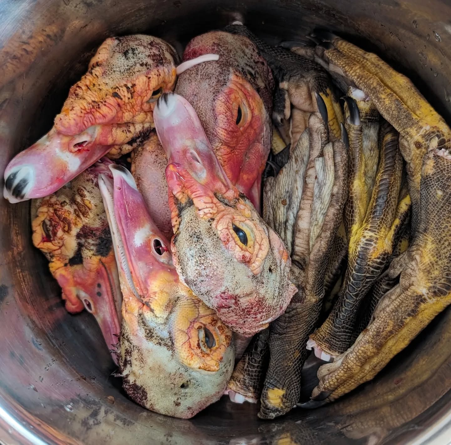 Heads and feet from the 6 ducks harvested today, ready to make stock in the Instant Pot.