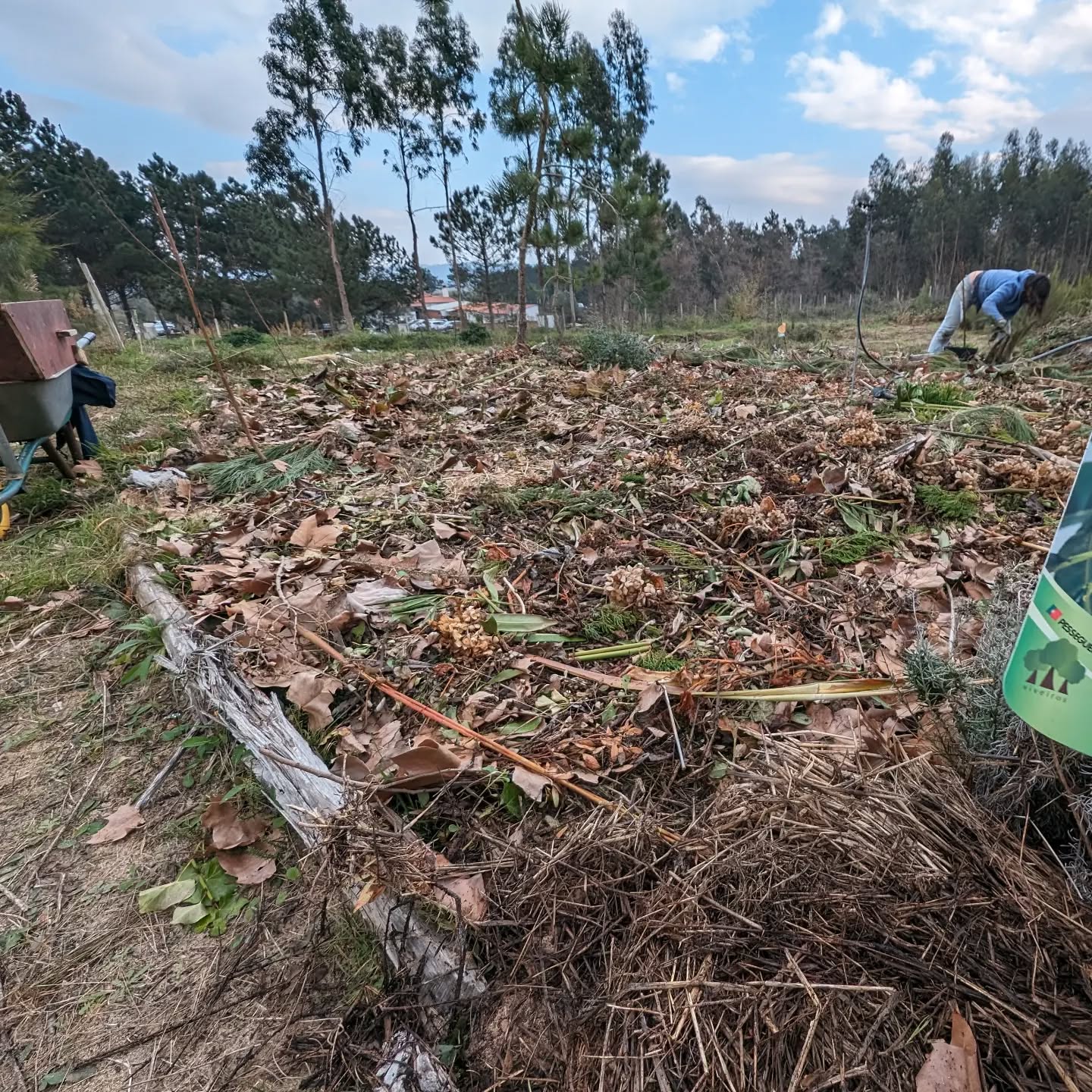 Planted the rest of the stone fruit trees.
