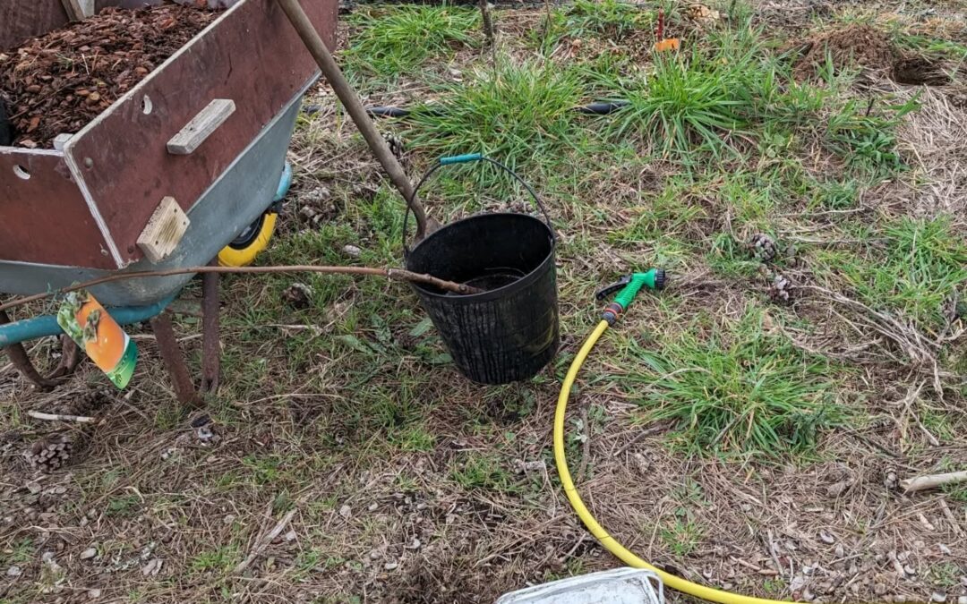 Started planting yesterday’s batch of trees.