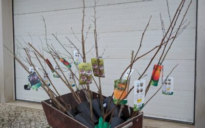 Lots of stone fruit trees to plant!