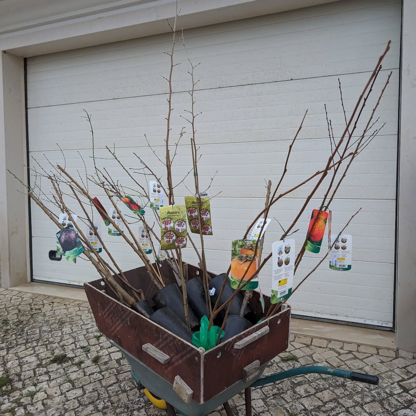 Lots of stone fruit trees to plant!