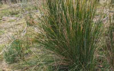 Pruning the tops of these big soft rushes. Biomass for the soil, and let’s see how the plants will react.