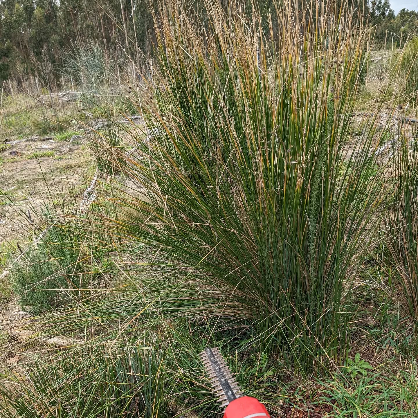Pruning the tops of these big soft rushes. Biomass for the soil, and let’s see how the plants will react.