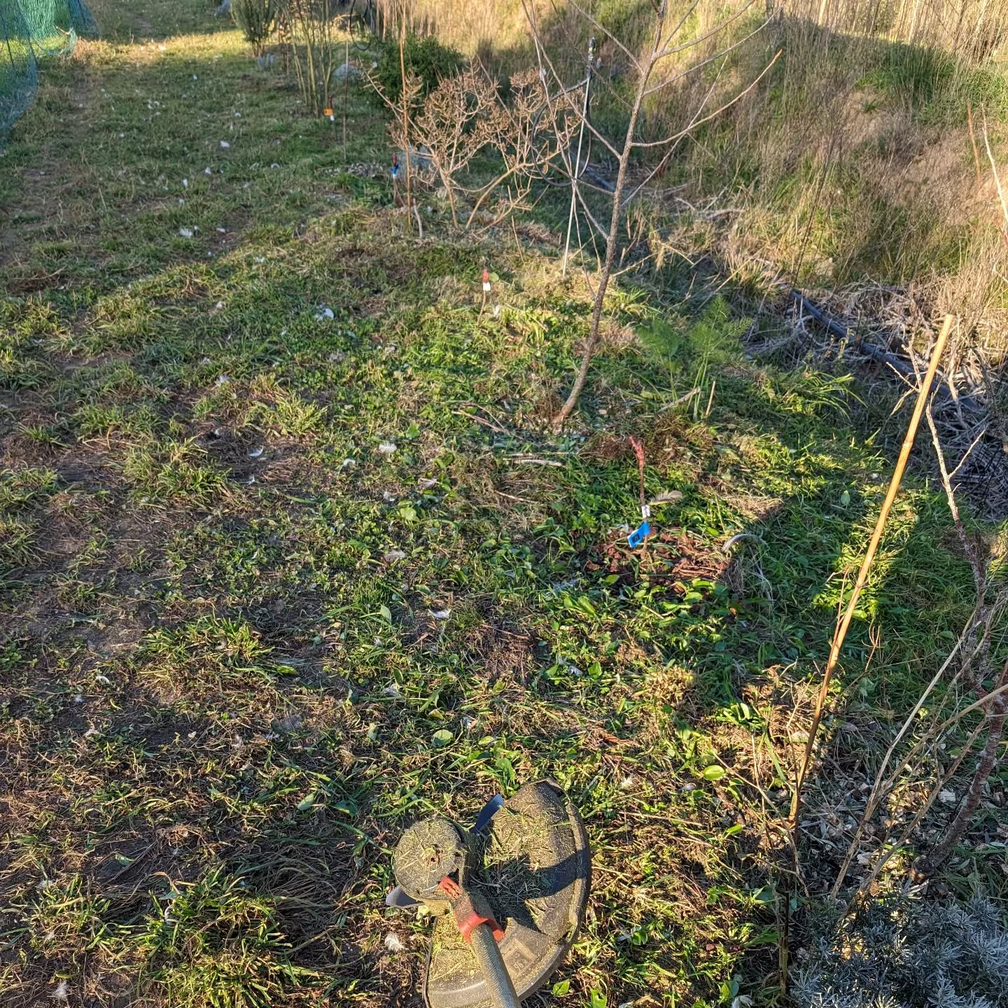 Mowing between the trees in zone 2.