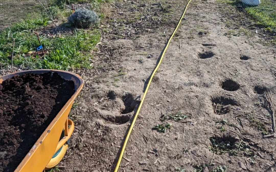 The ducks love making mud holes, especially in the bare clayish soil close to their coops. This is not ideal, but there’s not much we can do to stop it.