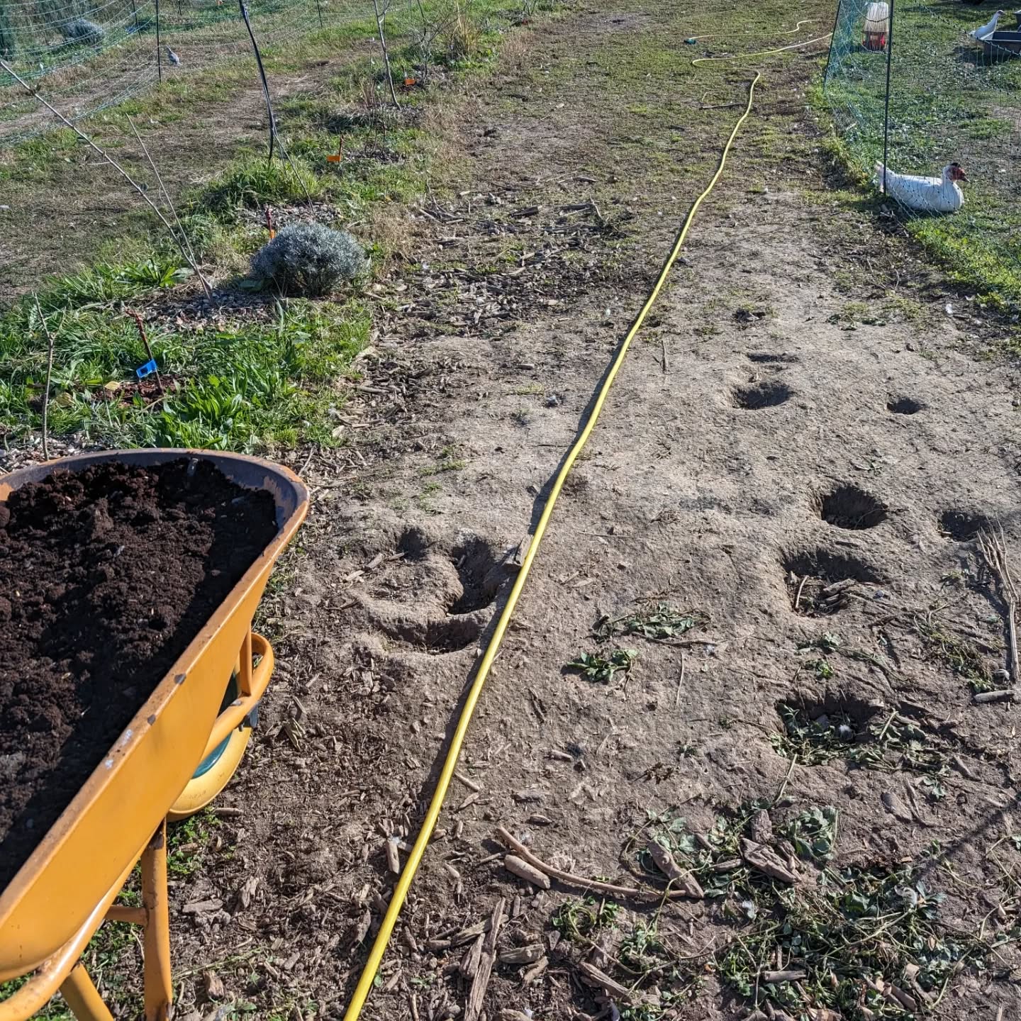 The ducks love making mud holes, especially in the bare clayish soil close to their coops. This is not ideal, but there’s not much we can do to stop it.