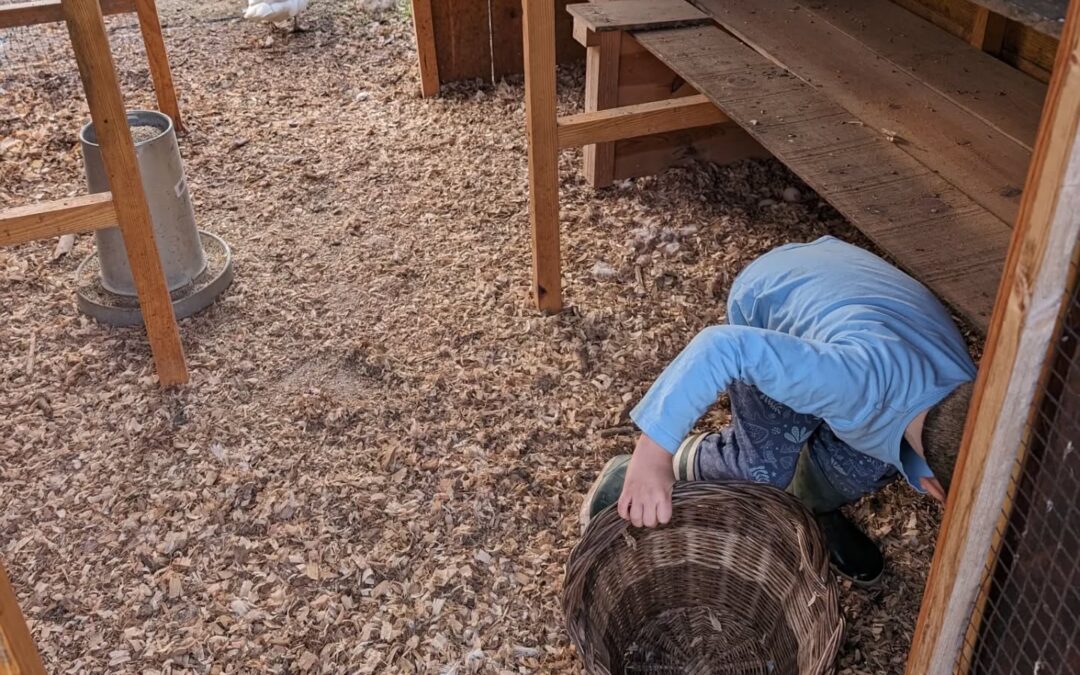 Egg collectors at work.