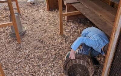 Egg collectors at work.