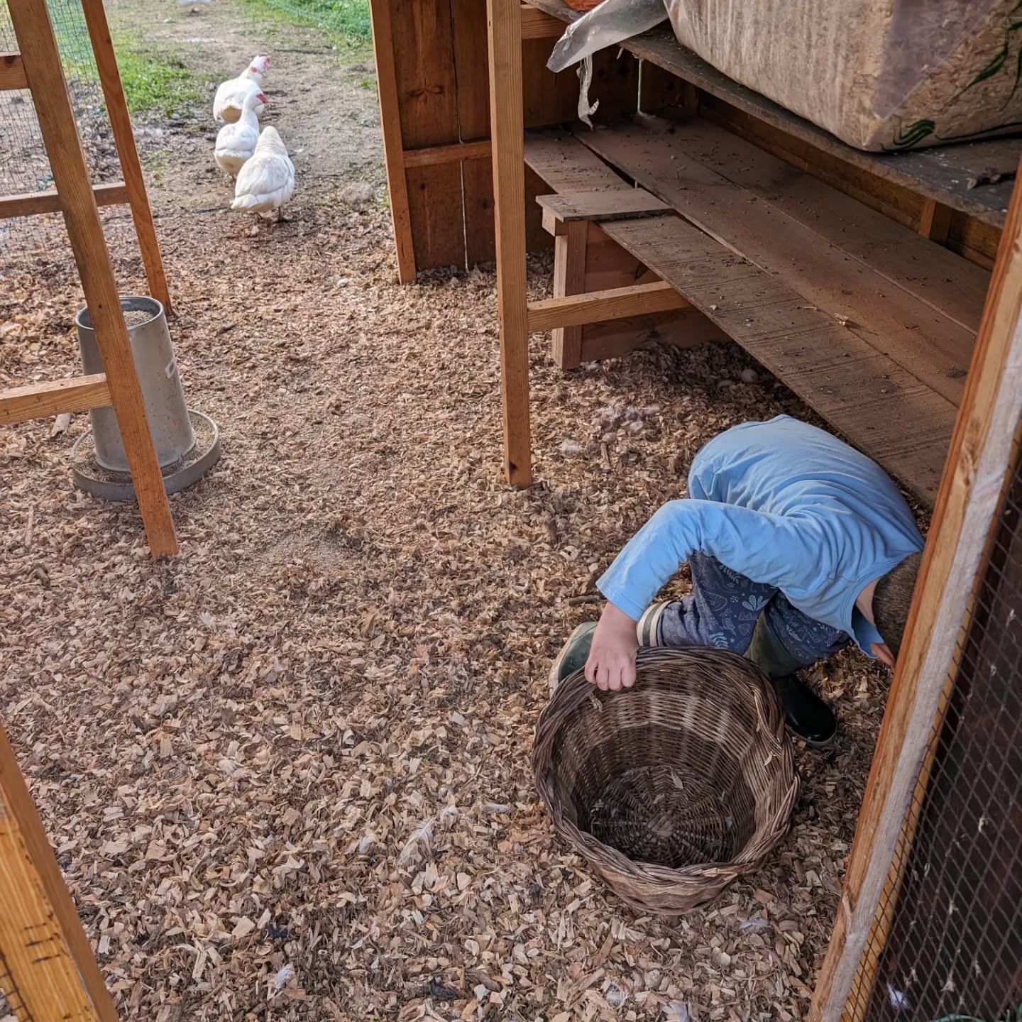 Egg collectors at work.