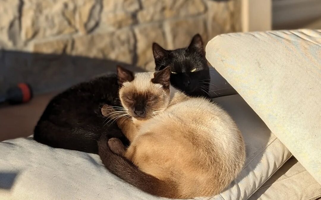 #caturday