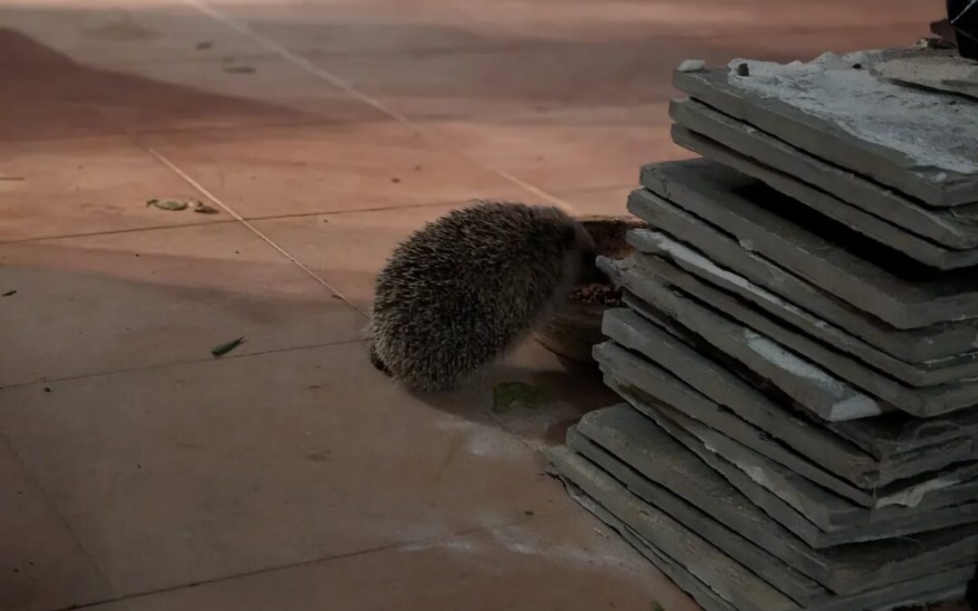 A hedgehog eating from the cat feeder 😁
