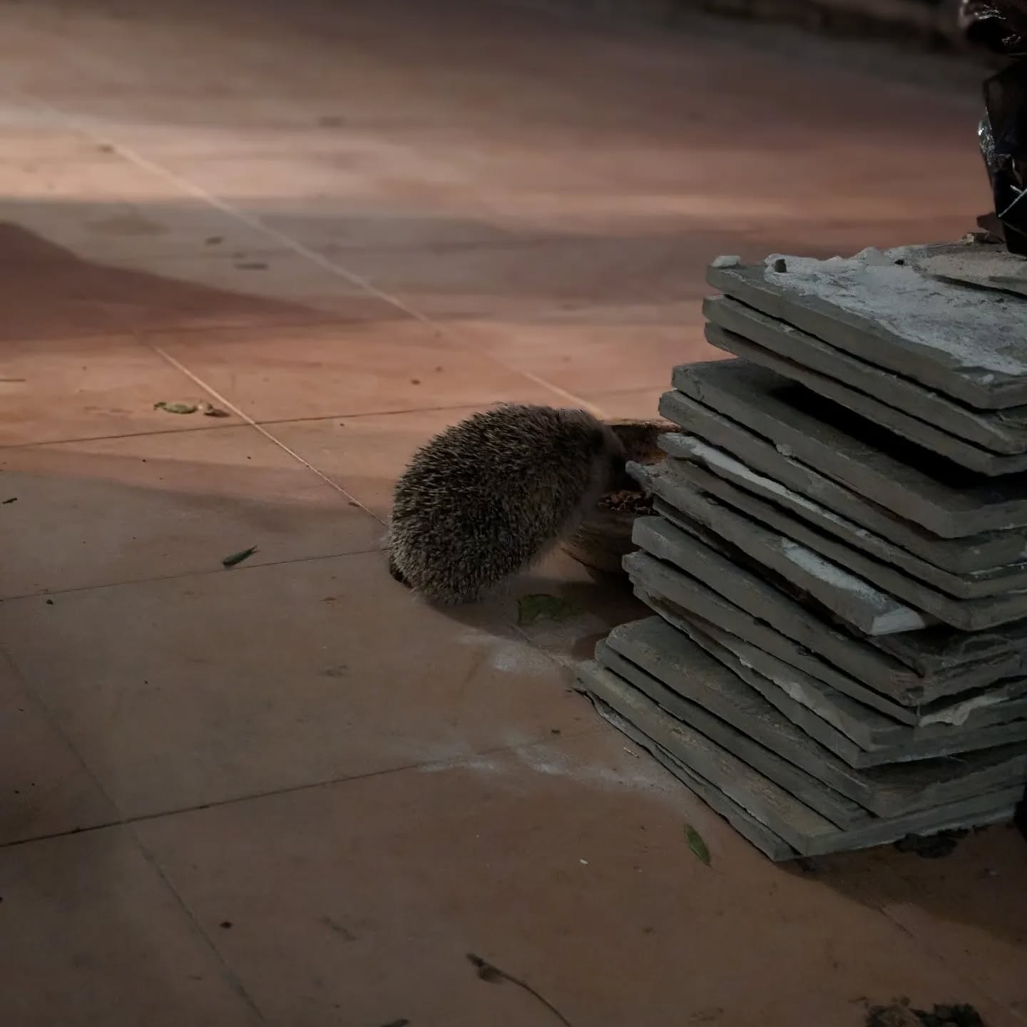 A hedgehog eating from the cat feeder 😁