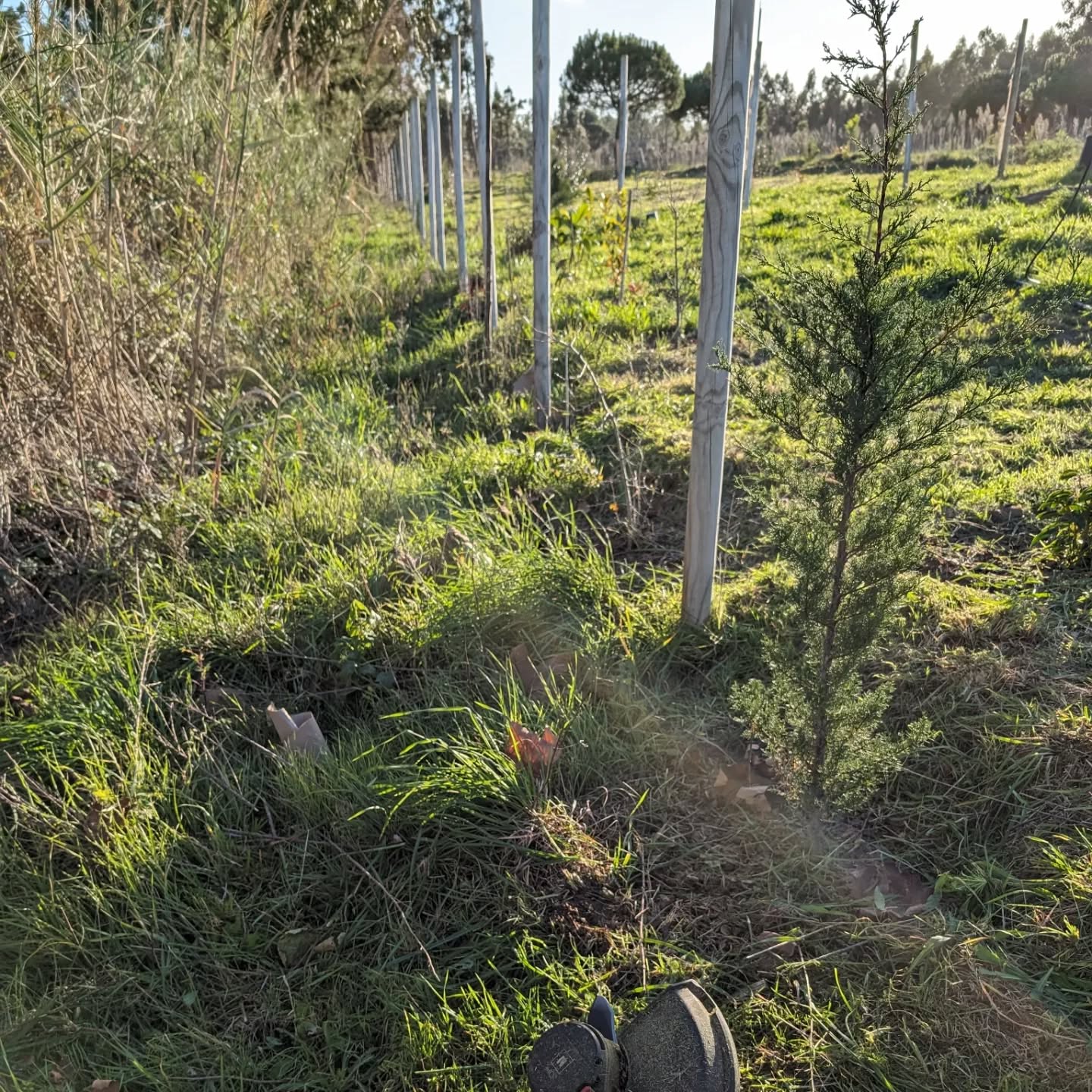 #cleaning along the east fence