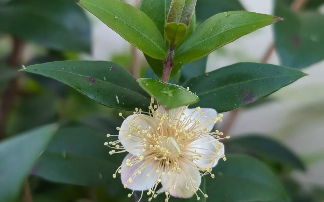 Flowering myrtle.