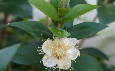 Flowering myrtle.