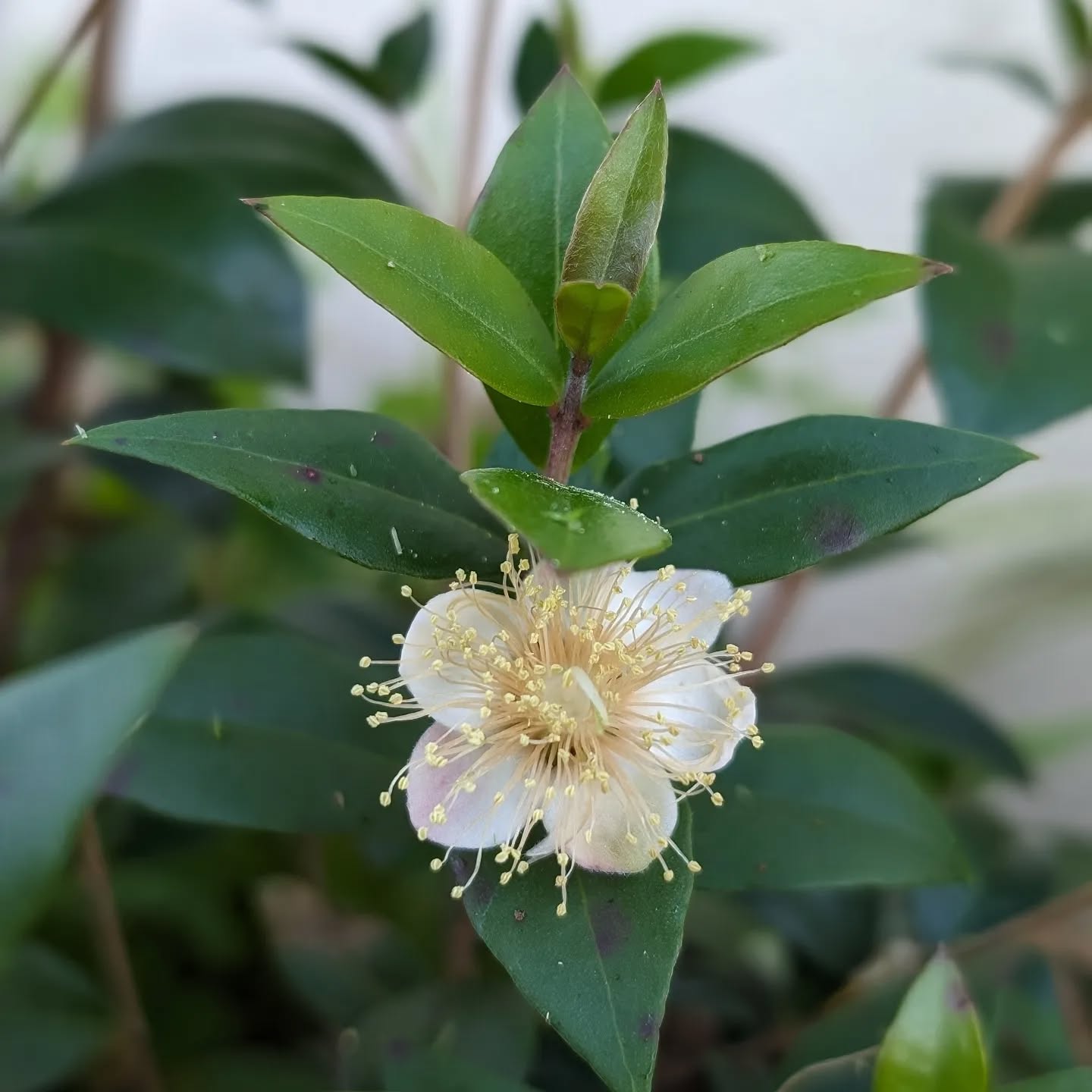 Flowering myrtle.
