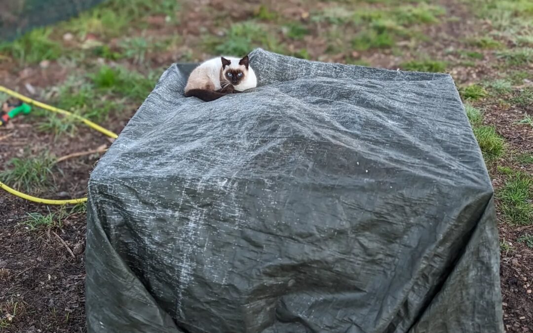 The actively cooking compost pile makes for an excellent cat warmer on a cold night.
