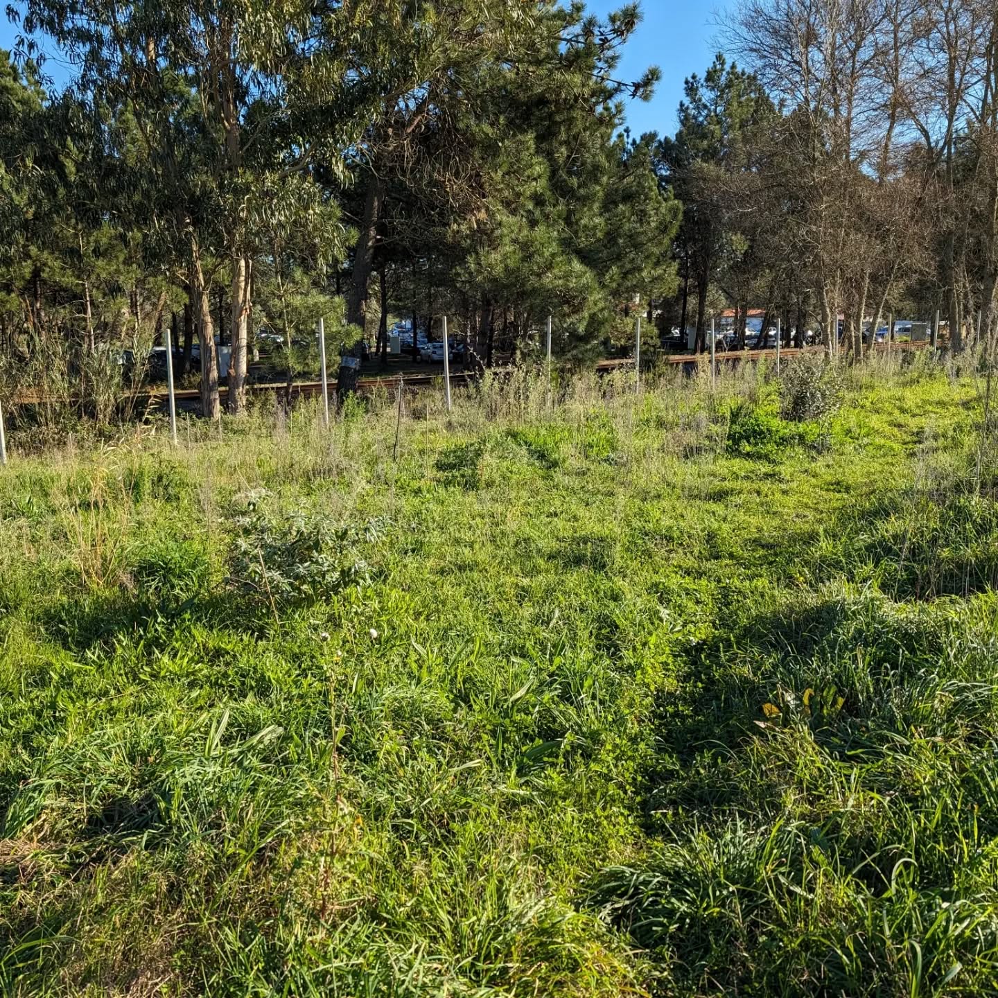 Before and after mowing the berry world.