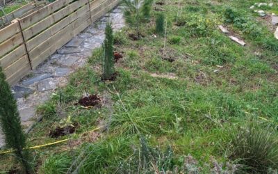Weeded the house windbreak trees and started mulching them with coffee grounds.