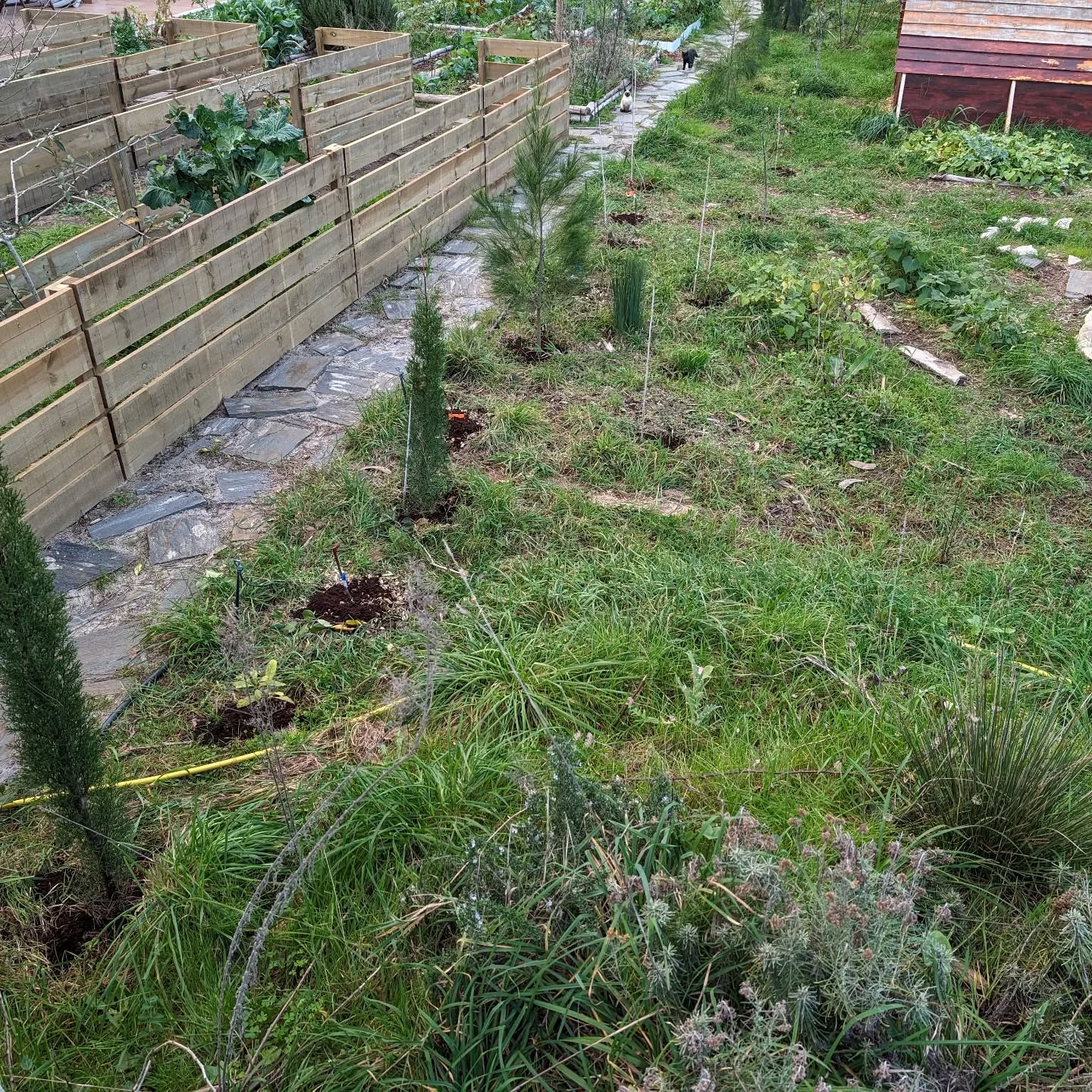 Weeded the house windbreak trees and started mulching them with coffee grounds.