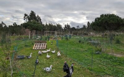 Rotated the laying flock to a fresh(er) paddock.