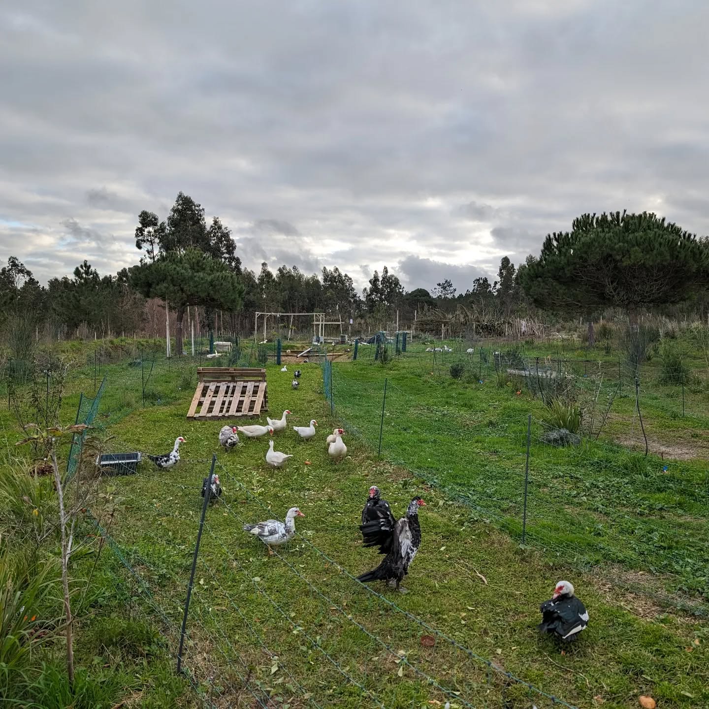 Rotated the laying flock to a fresh(er) paddock.